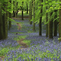 Buy canvas prints of  The bluebell trail by James Tully