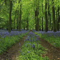 Buy canvas prints of  Bluebell boulevard  by James Tully