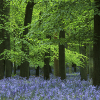 Buy canvas prints of  Blazing bluebells by James Tully