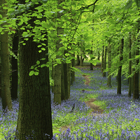 Buy canvas prints of  Blooming beeches by James Tully