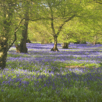 Buy canvas prints of  Waves of bluebells by James Tully
