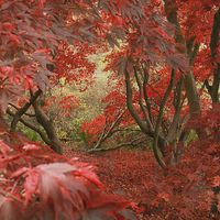 Buy canvas prints of  Amazing acers by James Tully
