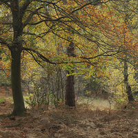 Buy canvas prints of  Autumn hues by James Tully