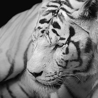 Buy canvas prints of The spectacular Siberian tiger by James Tully
