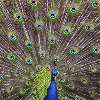 Buy canvas prints of  Magnificent Peacock by Keira Harvey