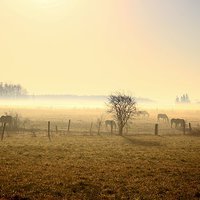Buy canvas prints of  Misty morning on the farm by shawn mcphee I
