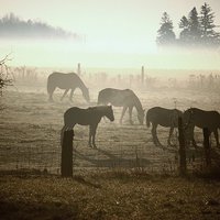 Buy canvas prints of  Horses In The Mist by shawn mcphee I