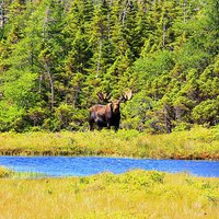 Buy canvas prints of  Massive moose by shawn mcphee I