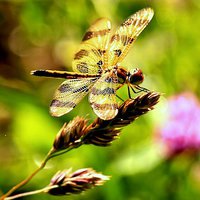 Buy canvas prints of  dragonfly by shawn mcphee I