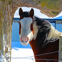 Buy canvas prints of Painted Pony by shawn mcphee I