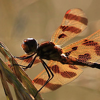 Buy canvas prints of Dragon fly by shawn mcphee I