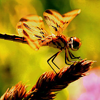 Buy canvas prints of Dragon fly 2 by shawn mcphee I
