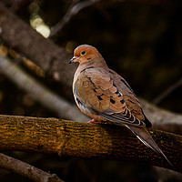 Buy canvas prints of Morning Dove by shawn mcphee I