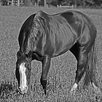 Buy canvas prints of Grazing horse by shawn mcphee I