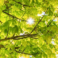 Buy canvas prints of STARBURST THROUGH ACER LEAVES by DAVID SAUNDERS
