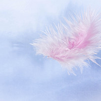 Buy canvas prints of Water drop on a pink feather by DAVID SAUNDERS
