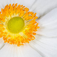 Buy canvas prints of WHITE  COSMOS FLOWER WITH ORANGE CENTRE by DAVID SAUNDERS