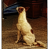 Buy canvas prints of   His Master's Voice by Mary Machare