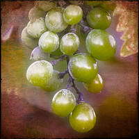 Buy canvas prints of Grapes on the Vine by Mary Machare