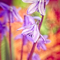 Buy canvas prints of Spanish Squill by Mary Machare