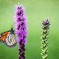 Buy canvas prints of Monarch Butterfly on Blazing Star by Mary Machare