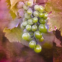 Buy canvas prints of Grapes in the Vineyard - Montecatini  by Mary Machare