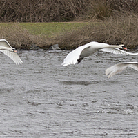 Buy canvas prints of  Swans In Flight by Alan Whyte