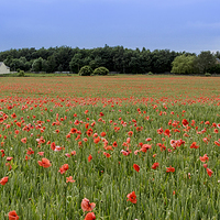 Buy canvas prints of  Field of Red by Alan Whyte