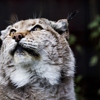 Buy canvas prints of  Eurasian lynx by Alan Whyte