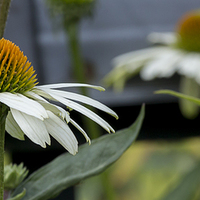 Buy canvas prints of  Bees On Gerbera by Alan Whyte