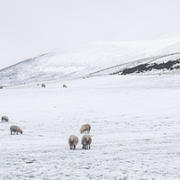 Buy canvas prints of  Winter in The Pentlands by Alan Whyte