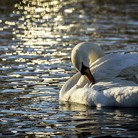 Buy canvas prints of Preening Swan by Alan Whyte