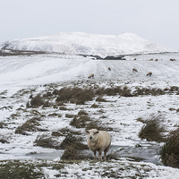 Buy canvas prints of  Lonely Sheep by Alan Whyte