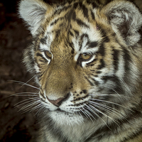 Buy canvas prints of  Sumatran tiger Cub by Alan Whyte
