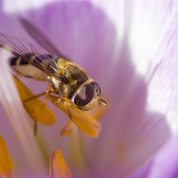 Buy canvas prints of  Wasp on Stamen by Alan Whyte