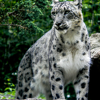 Buy canvas prints of  A magnificient Snow Leopard by Alan Whyte