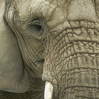 Buy canvas prints of Mournful Elephant  by Alan Whyte