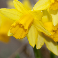 Buy canvas prints of  The Daffodls by Alan Whyte