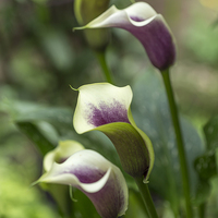 Buy canvas prints of  Calla Liily by Alan Whyte