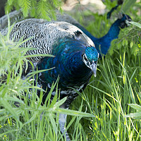 Buy canvas prints of Peacocks In Grass by Alan Whyte