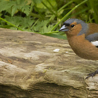 Buy canvas prints of Chaffinch on log by Alan Whyte