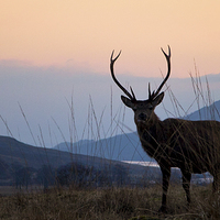 Buy canvas prints of Etive stag by Ross McBride