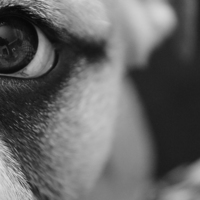Buy canvas prints of  Bulldog Puppy Eye by Lauren Boyce