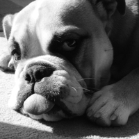 Buy canvas prints of Bulldog laying in the sun by Lauren Boyce
