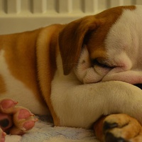 Buy canvas prints of Bulldog puppy asleep on a blanket by Lauren Boyce
