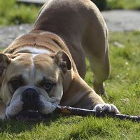 Buy canvas prints of English Bulldog with a stick by Lauren Boyce