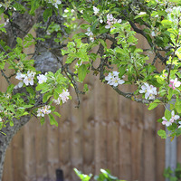 Buy canvas prints of  Apple Blossom Tree by Lauren Boyce