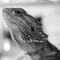 Buy canvas prints of  Bearded Dragon by Lauren Boyce