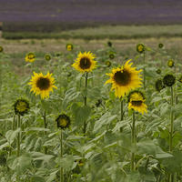 Buy canvas prints of  Sunflower Field by Lauren Boyce