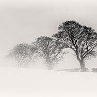 Buy canvas prints of  Winter Trees by Roy Macintyre
